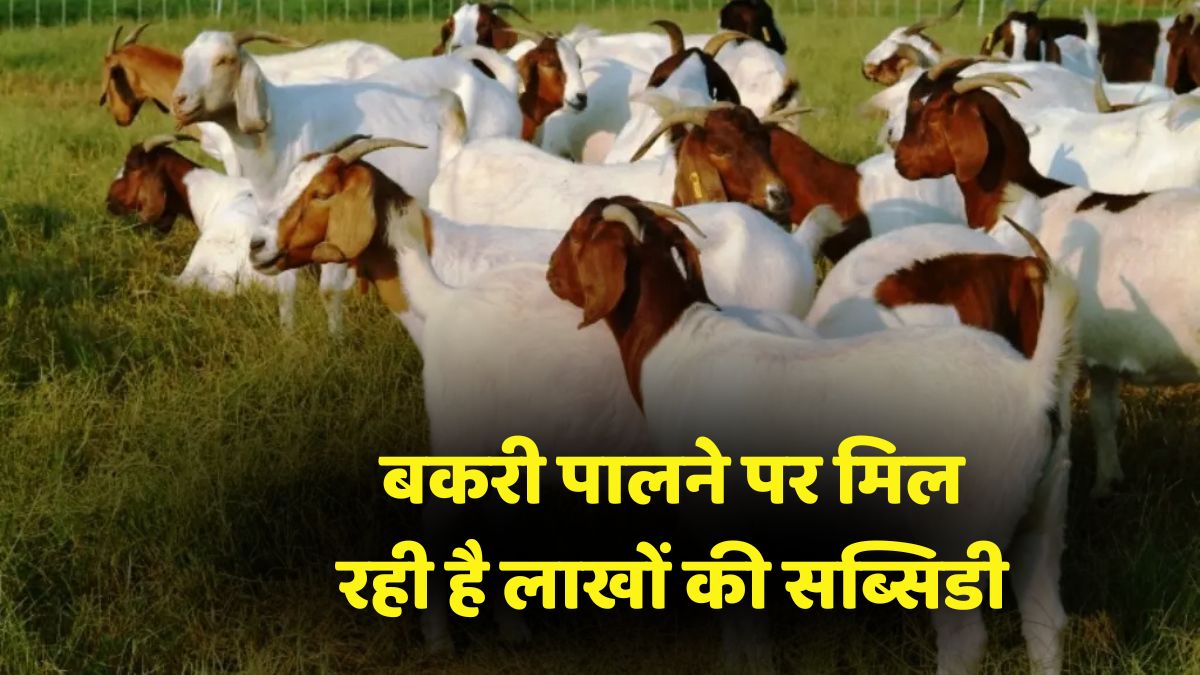 Goat Farming Subsidy